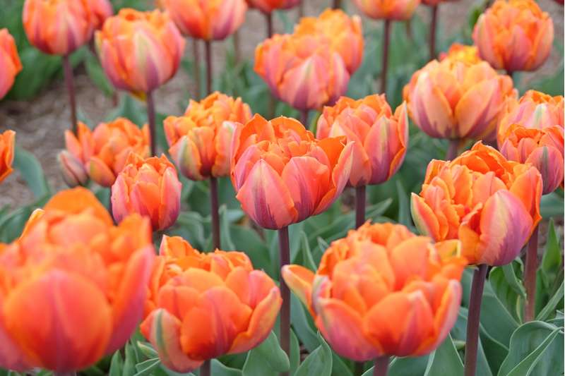 Tulipan 'Orange Princess' (Storkøb) - 50 løg